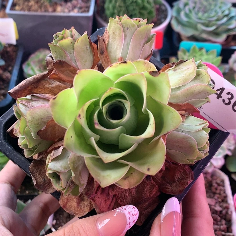 【闪购商品】老桩436
