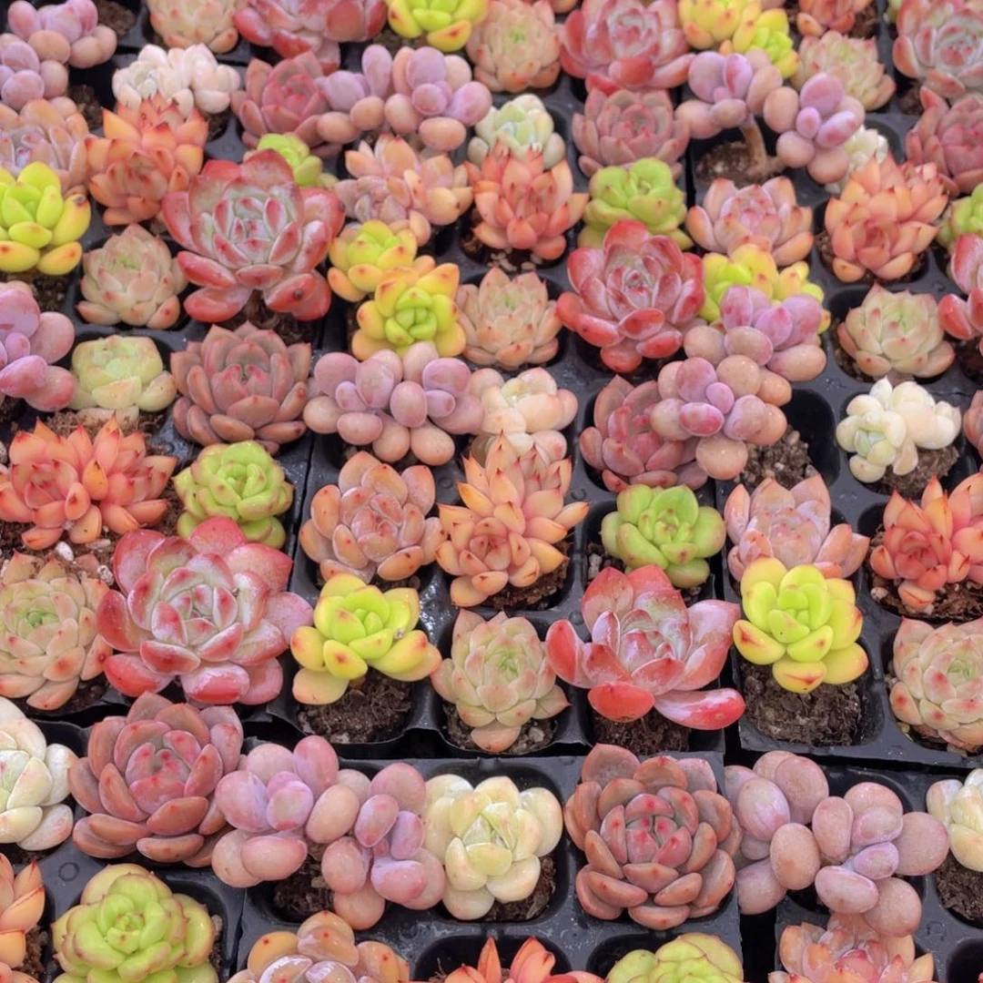 1200号 七彩小可爱组合9个