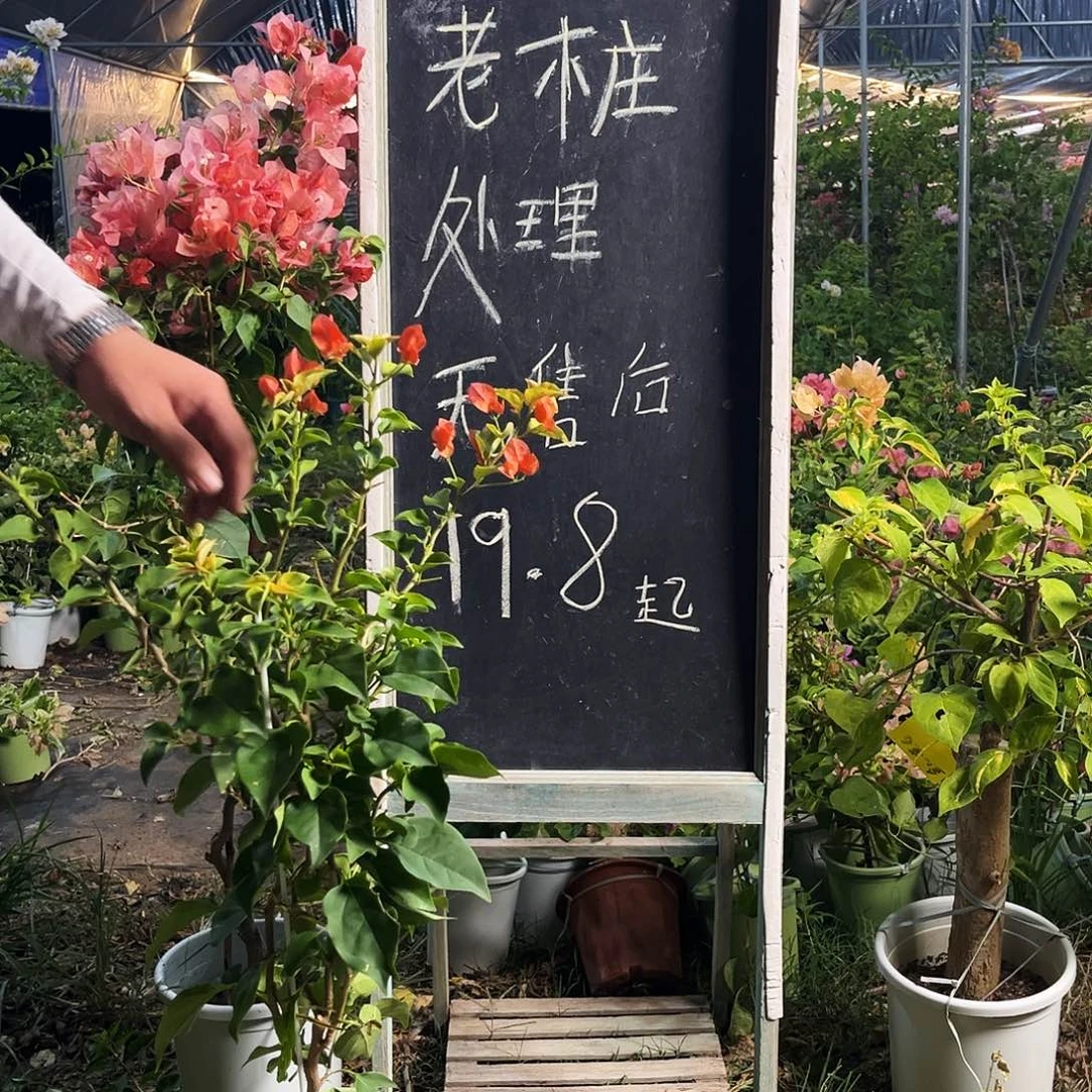 完全开放三角梅三角梅178