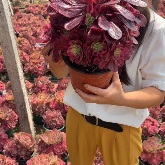 美杜莎一颗包邮福利