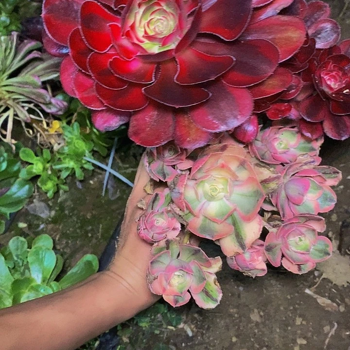 S***t多肉植物保护研究所