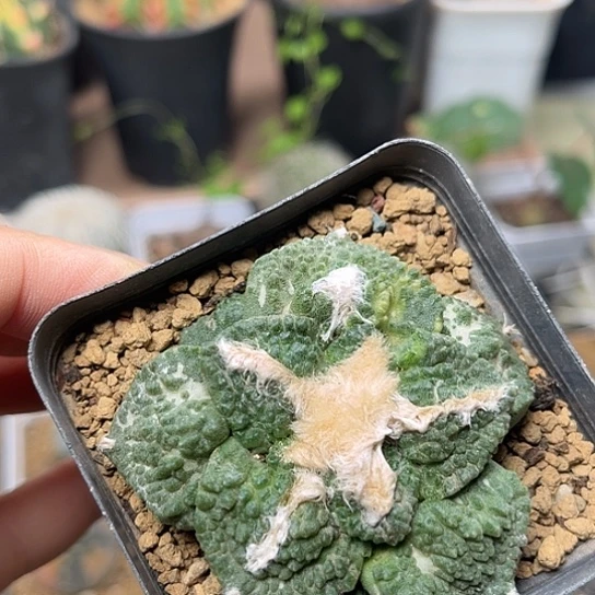 无花朵龟甲牡丹锦自根带盆发货