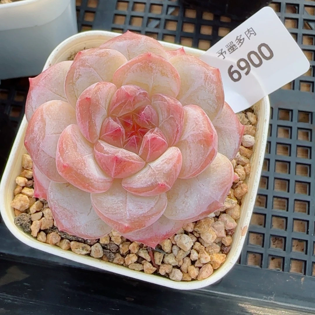 黛玉冰魄，6900多肉植物