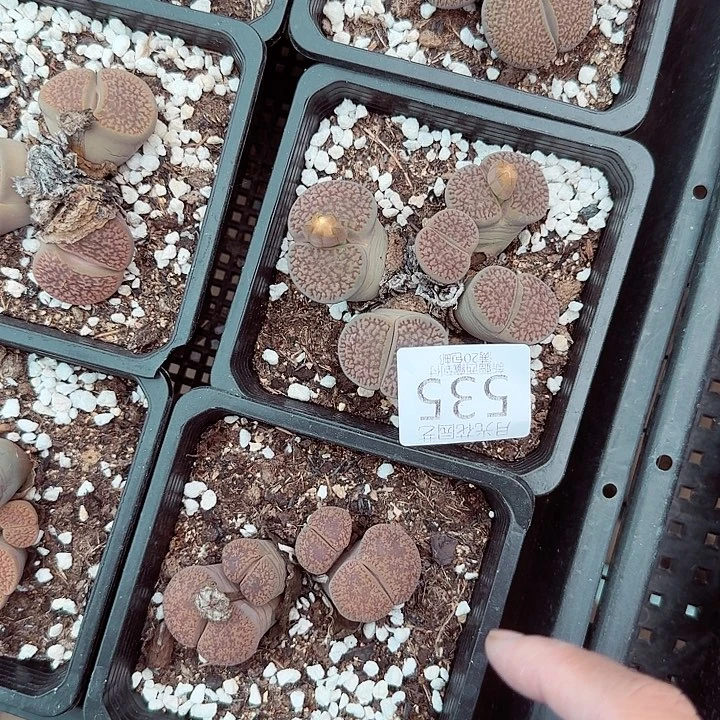 这个点睡一回是为了吃东西535