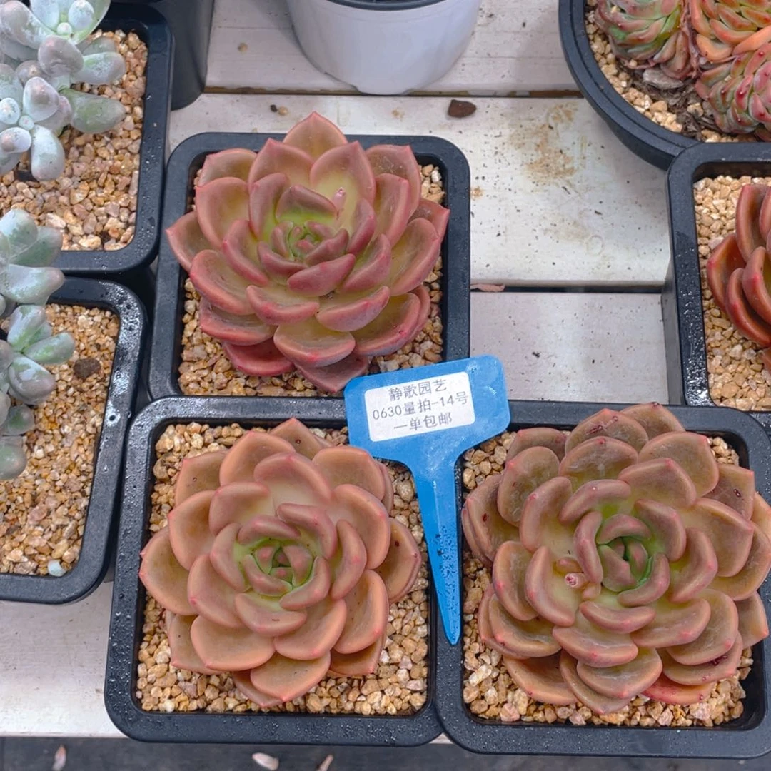 0630-14-白兰地大单头一颗