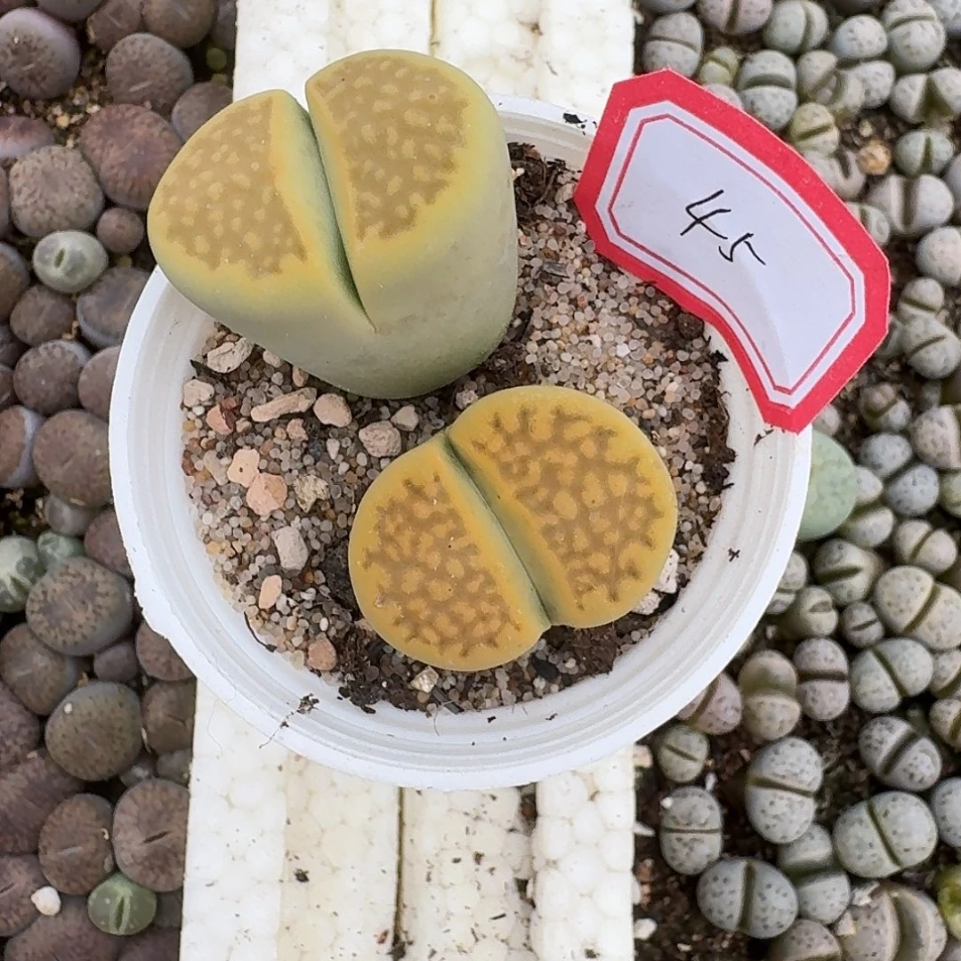 45多肉哈哈哈哈哈哈哈