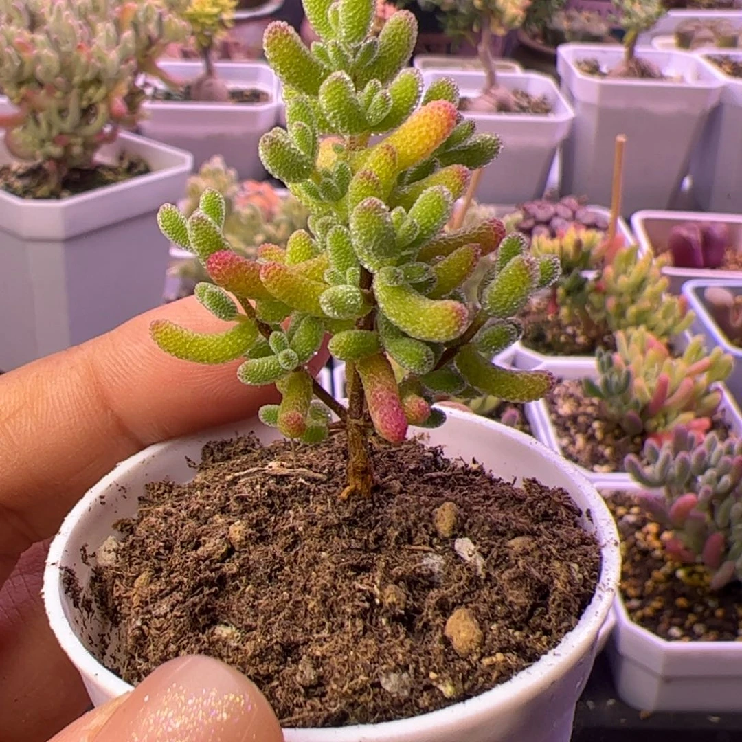 07多肉植物枝干米冰