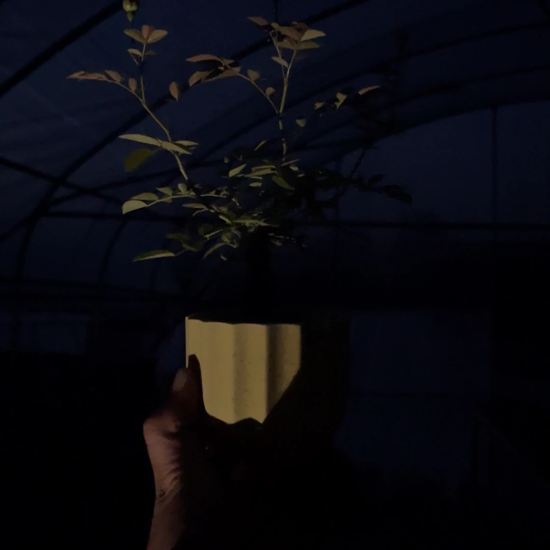 少量花朵（建议范围：2朵-5朵 或40%以下）