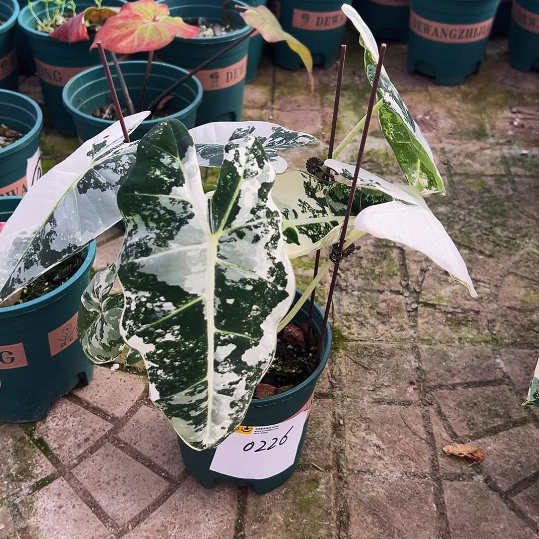 A***贾完全开放一物一拍0226