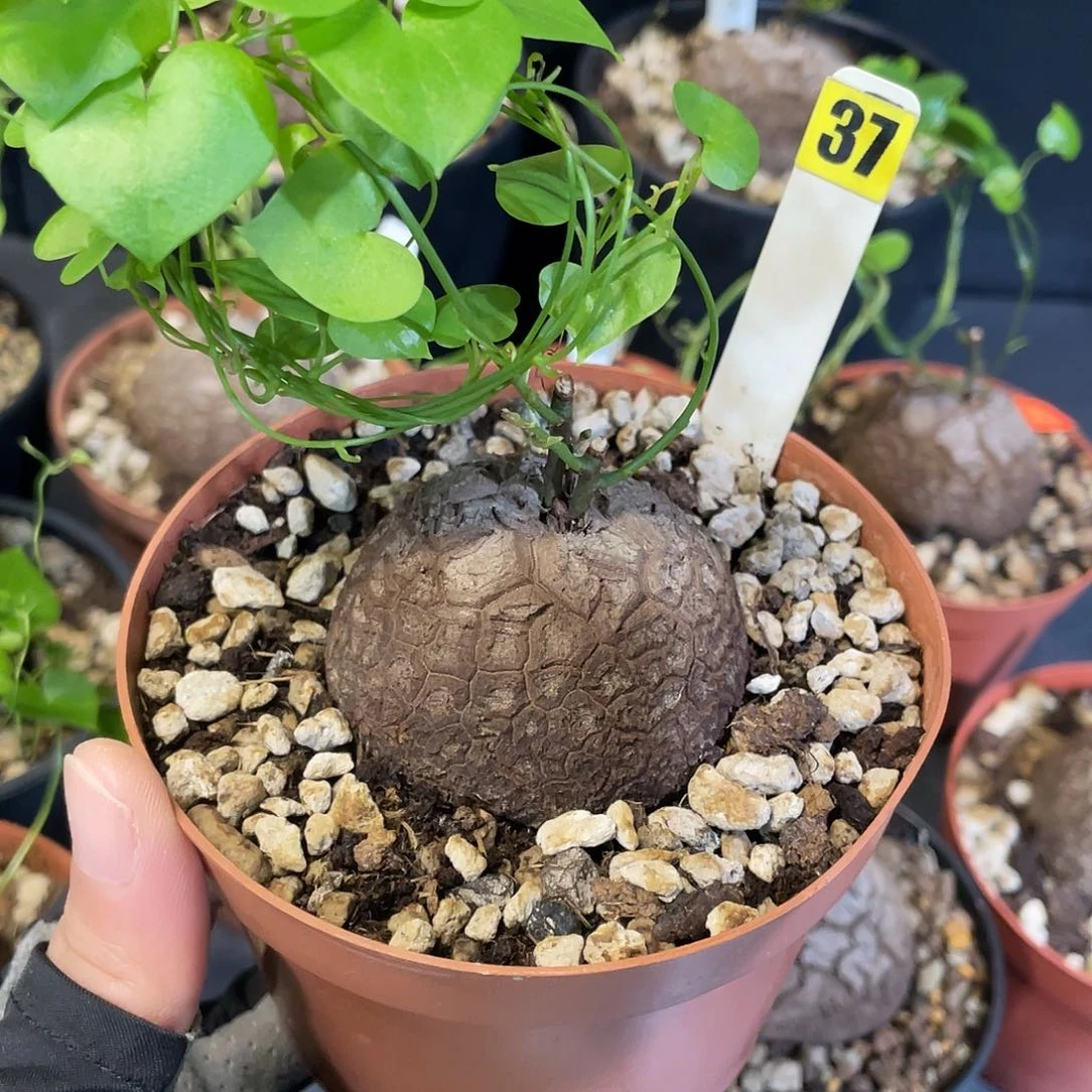 37号龟甲龙不退不换