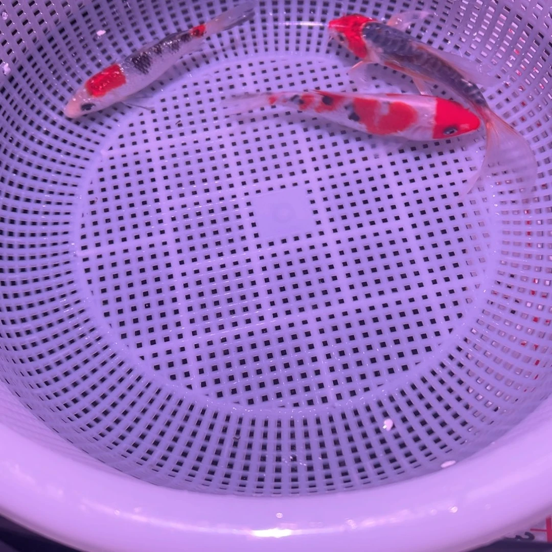 锦鲤锦鲤观赏鱼8888