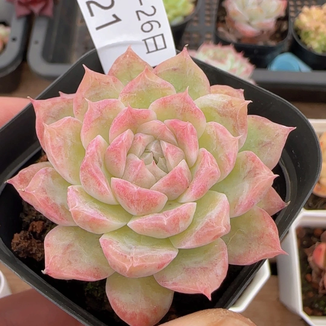 女王石化单头一颗脱土