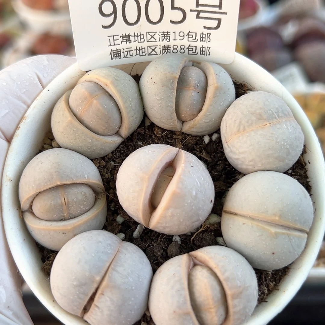 好养易活生石花大母本9005