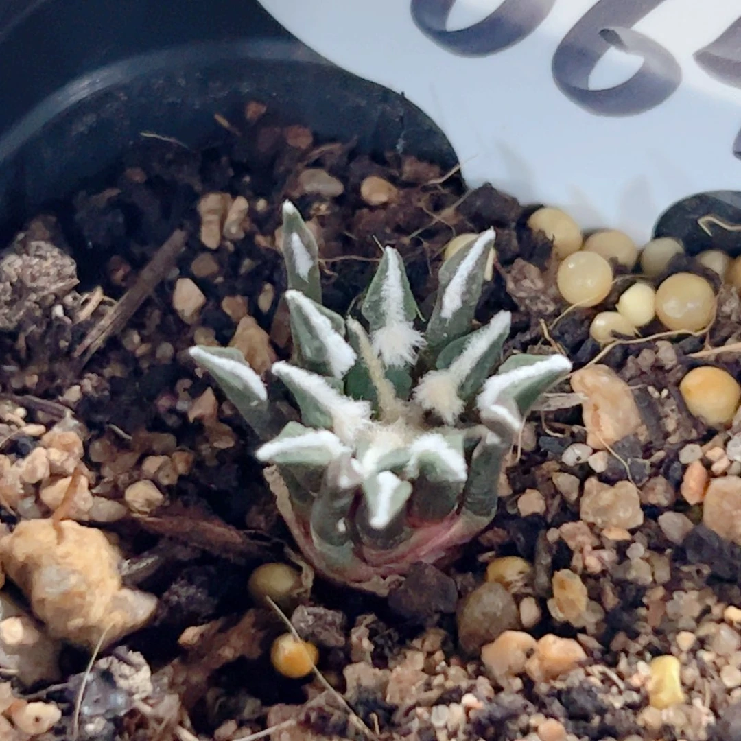 黑牡丹实生仙人球