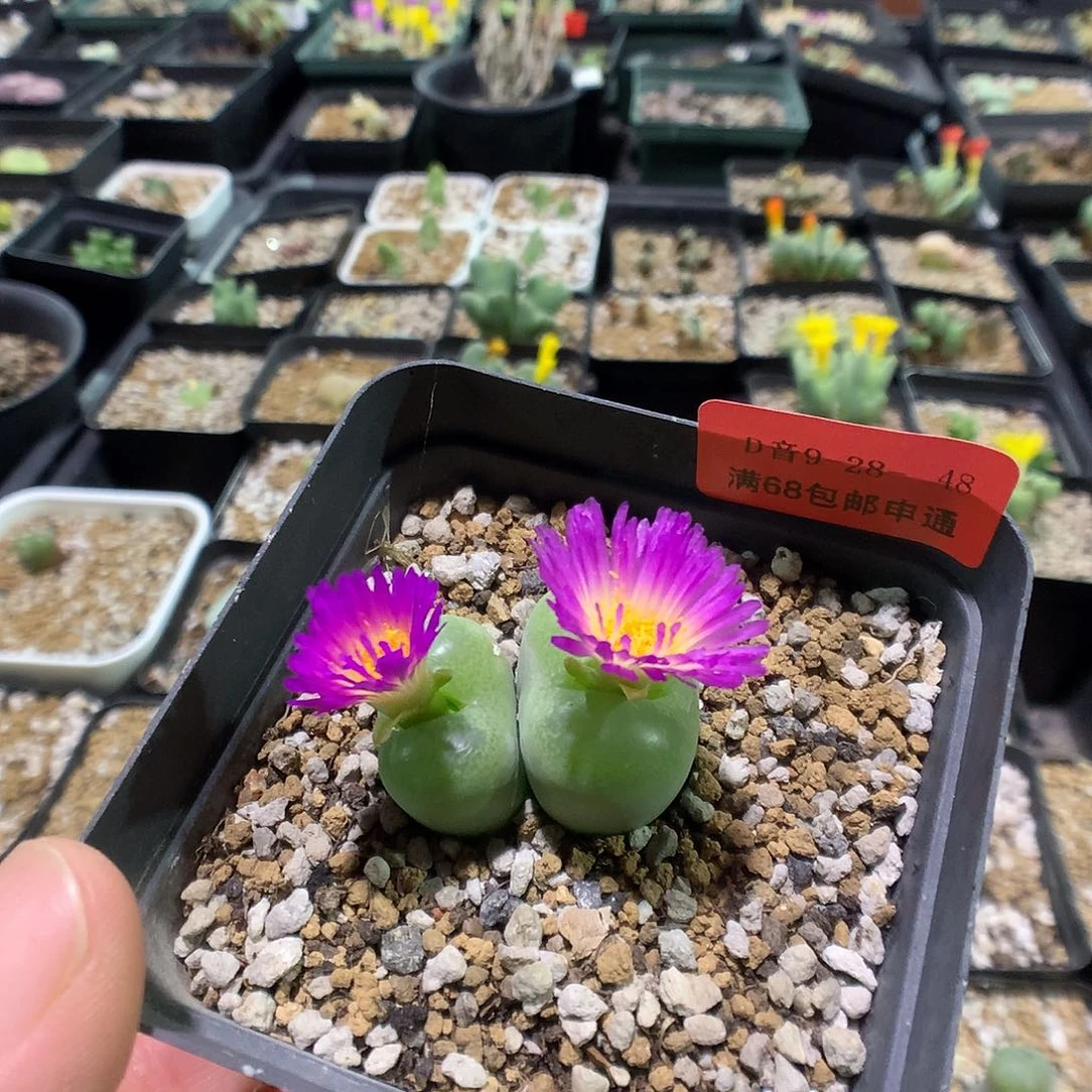 9-28-48   母本翠光