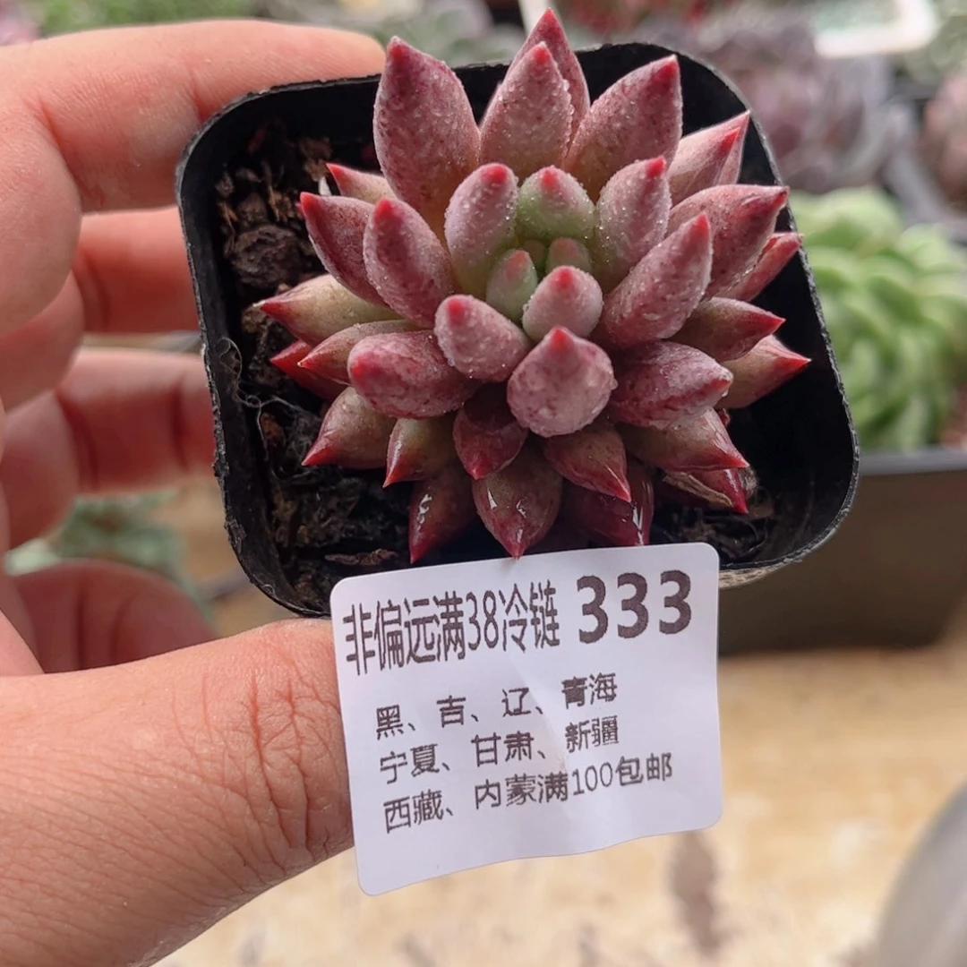 333流沙虞美人德华多肉