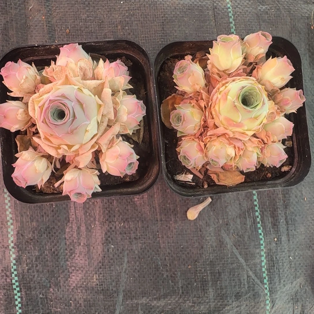 溜****子L306-307鹿兜情澜