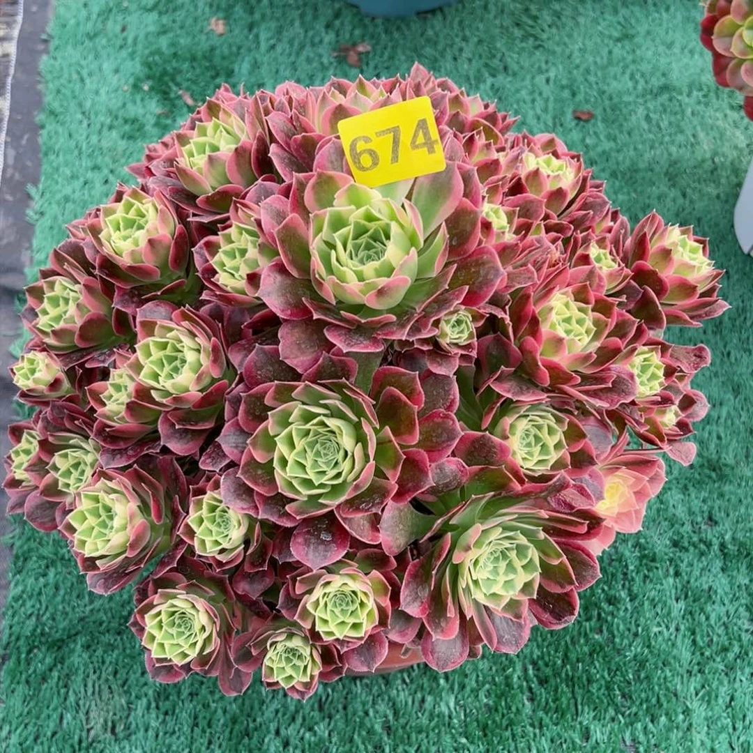 674白凤法师多肉植物