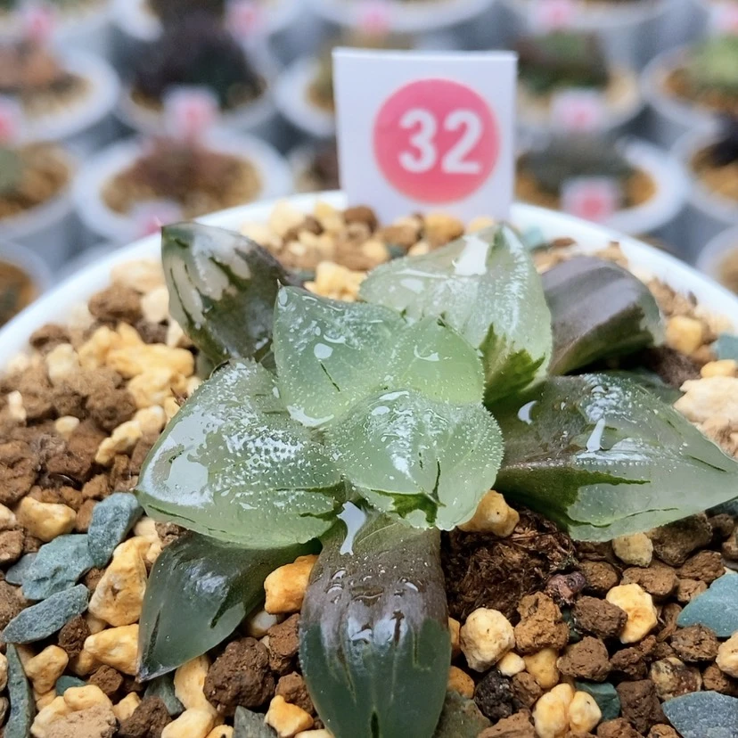 【闪购商品】32冰鸾玉