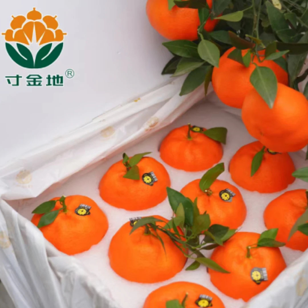 寸金地甘平柑橘 大个头风味浓郁 礼盒装约5.5
