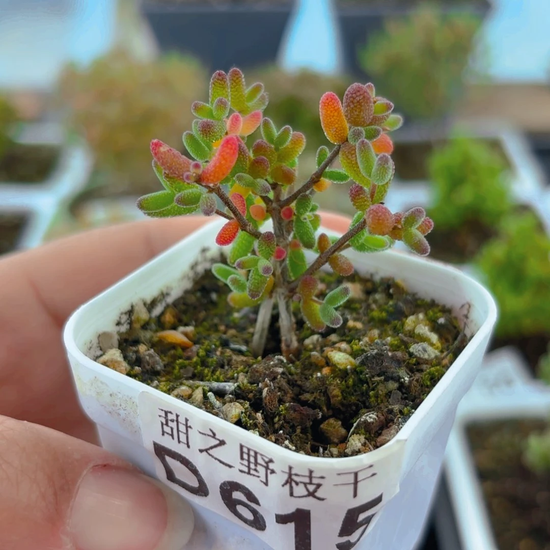 实生蜜叶糖球615。   