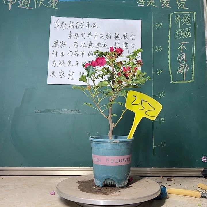 当前无花栽培后可以开花 蒙娜丽莎红  252
