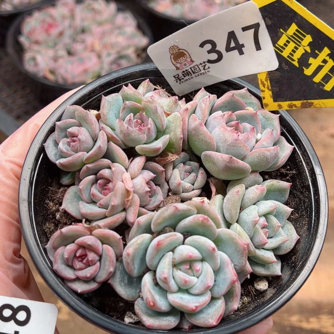 多肉植物多肉植物