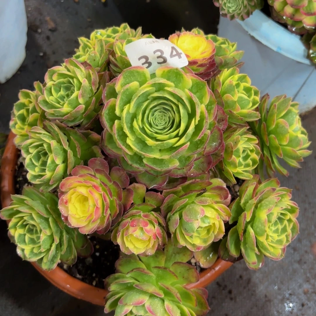 334多肉植物海鲜
