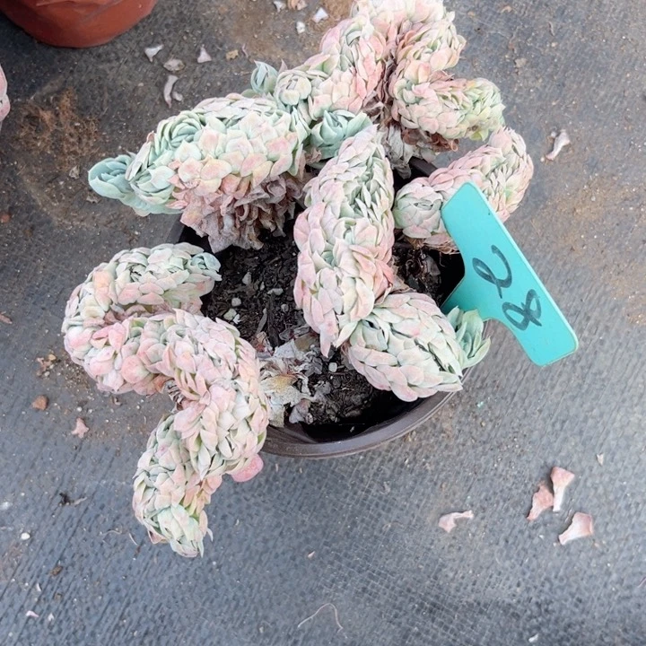 小**?晨语多肉一物一拍28