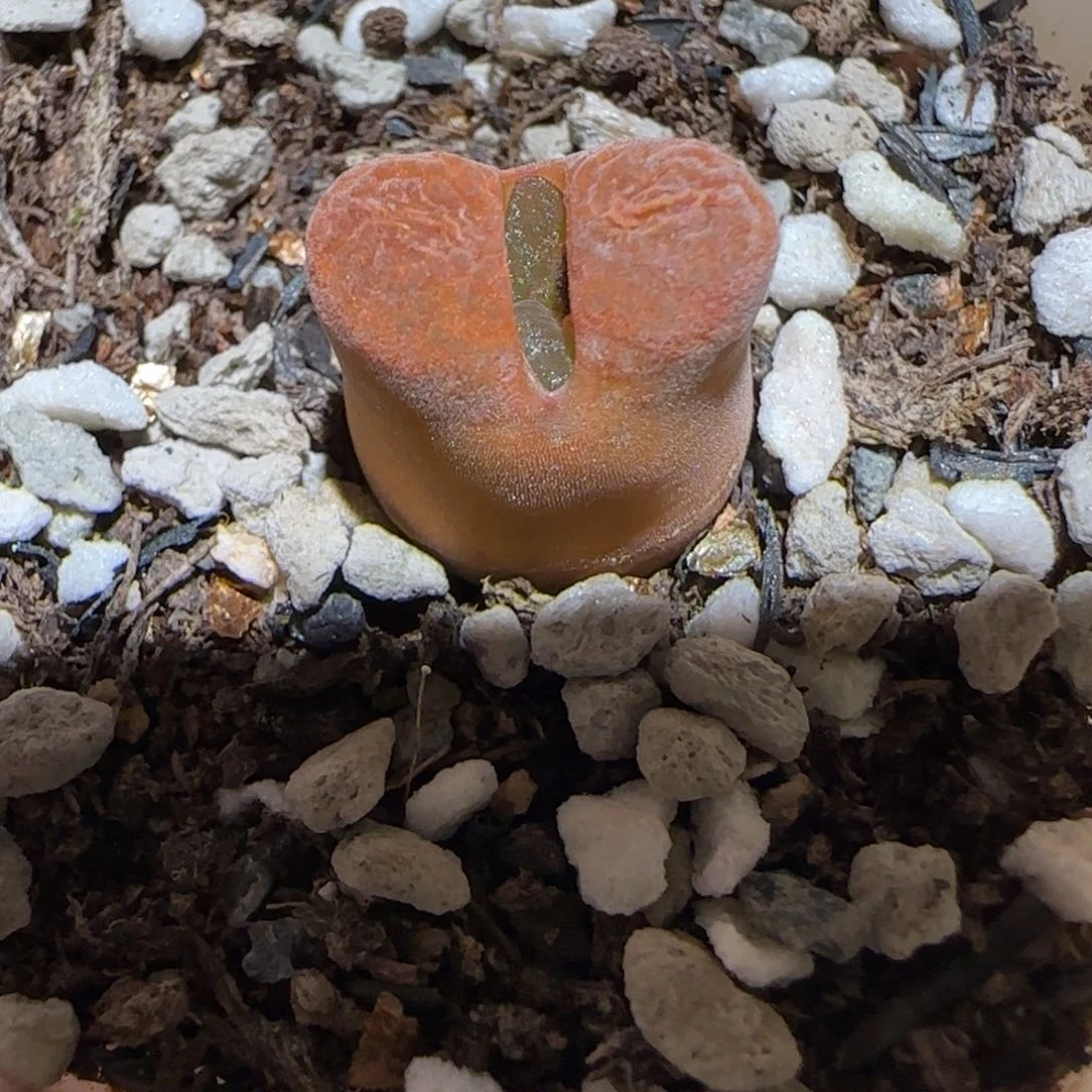 肉锥多肉植物百科-蛋糕1463