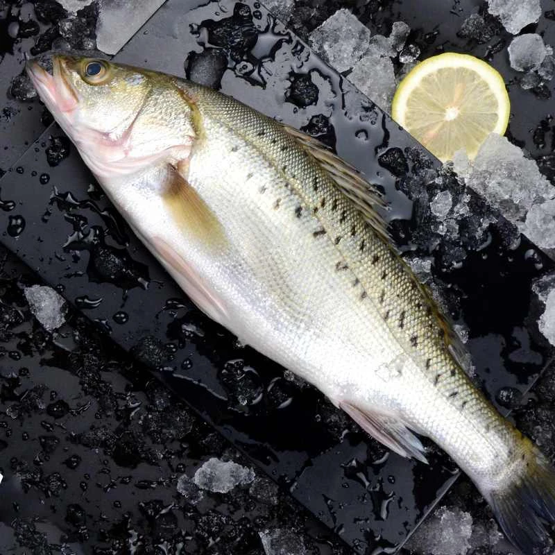 【大规格】海鲈鱼速冻新鲜海鱼东山岛海钓深海鲈鱼七星鲈鱼餐饮采购