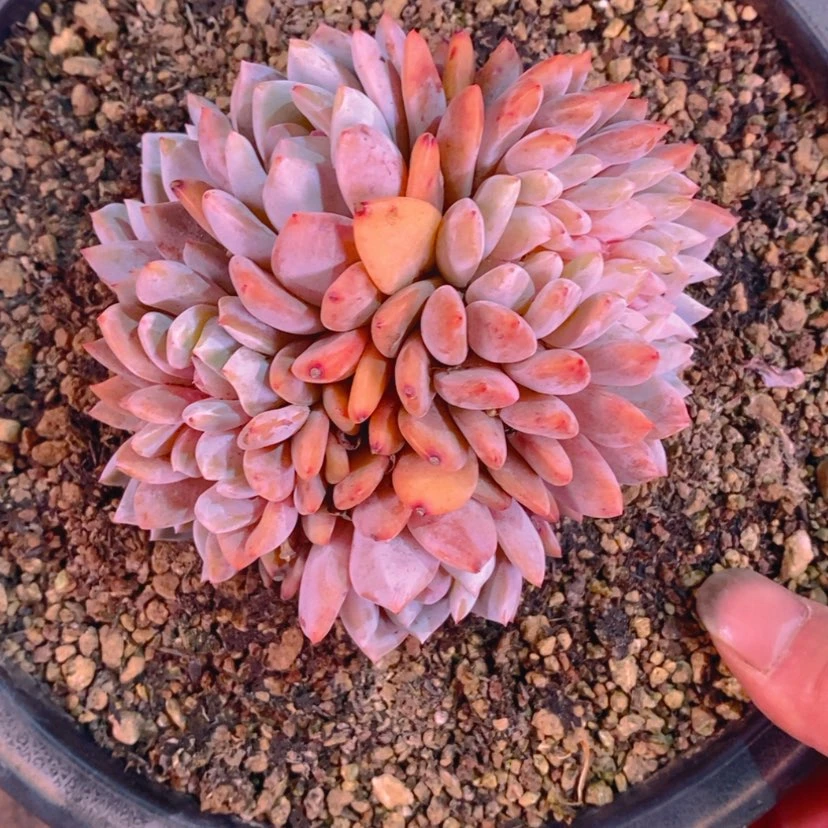 【闪购商品】葡*1111111111