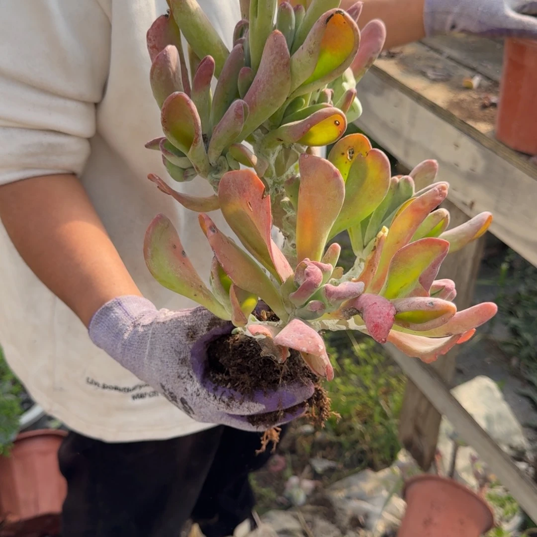 羲***月火狐狸 一颗 不包损75号