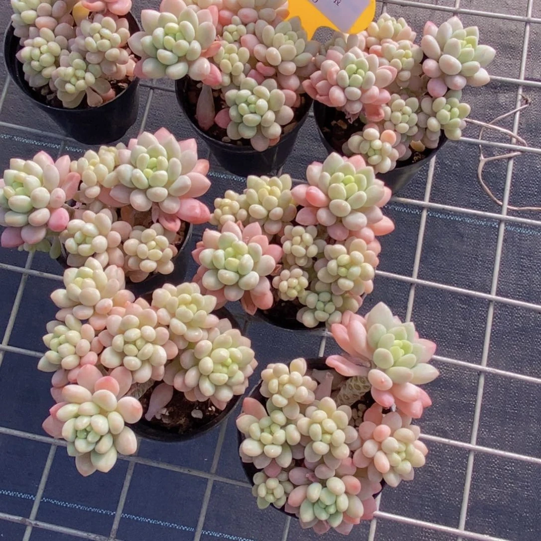 50-M果冻鱼子酱群一个