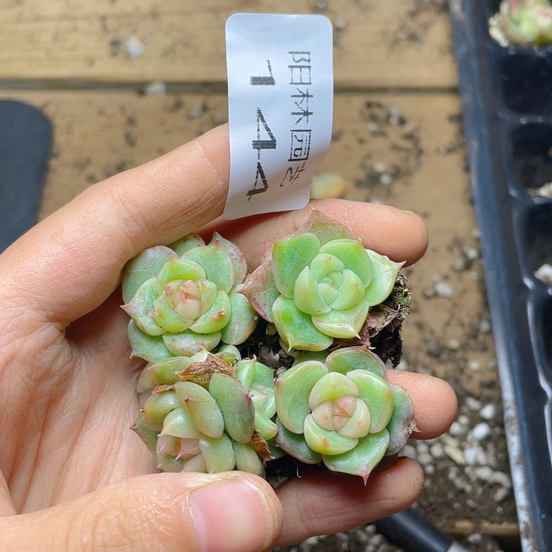 多肉植物多肉植物144