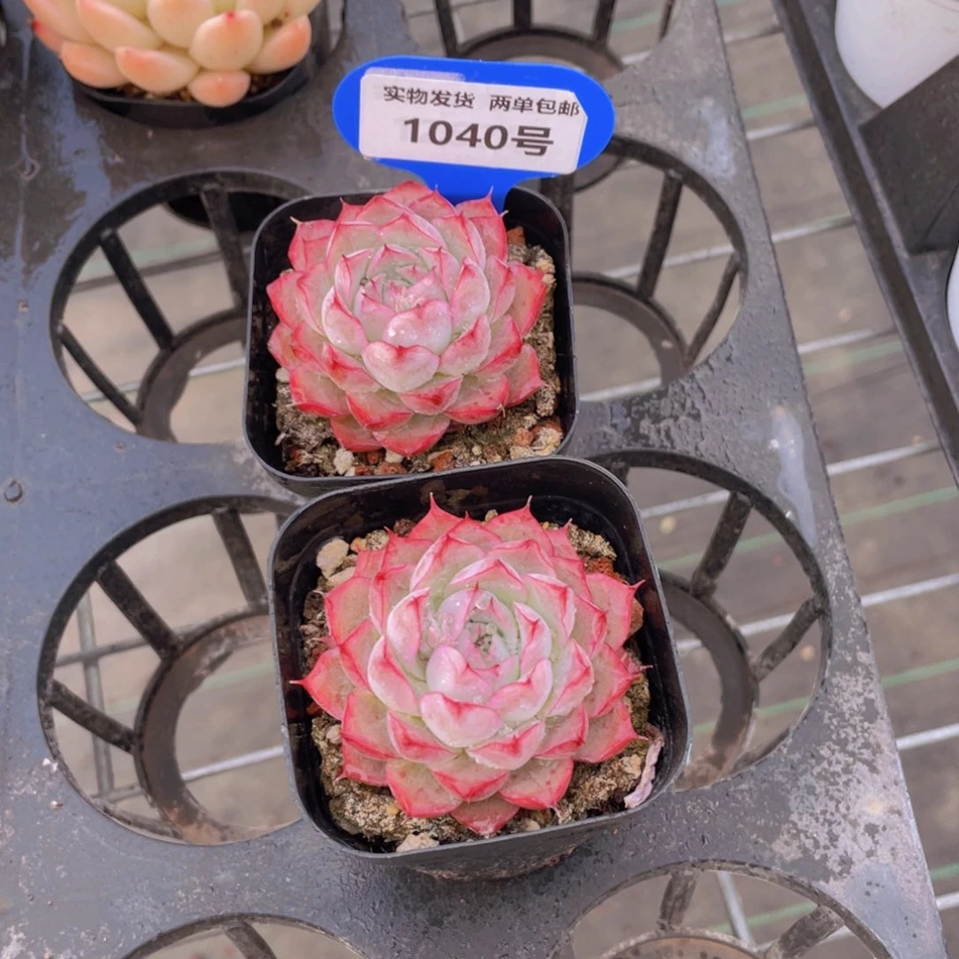 1040号全状态粉女王单头一个