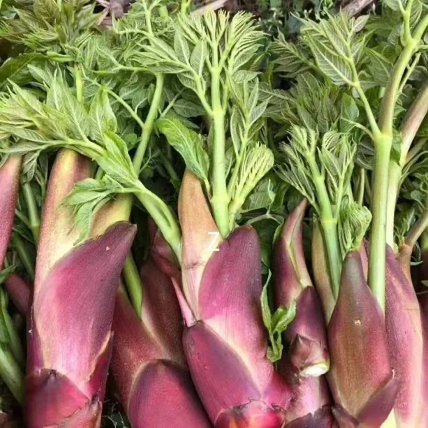 刺龙芽种子刺老芽味好树头菜山野菜刺老包种子东北刺嫩芽蔬菜种子