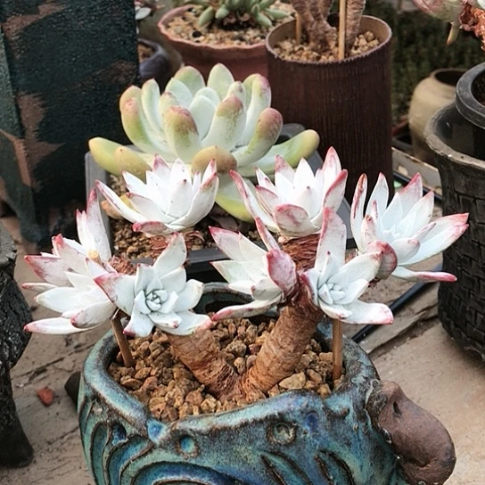 韩货刘丹仙女棒杯