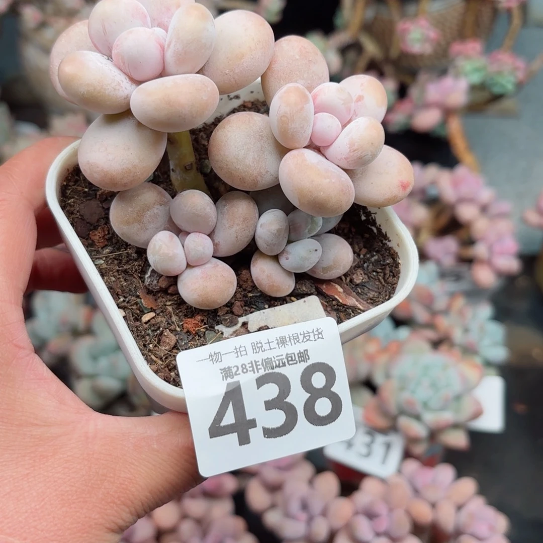蛋黄奶无盆土发货