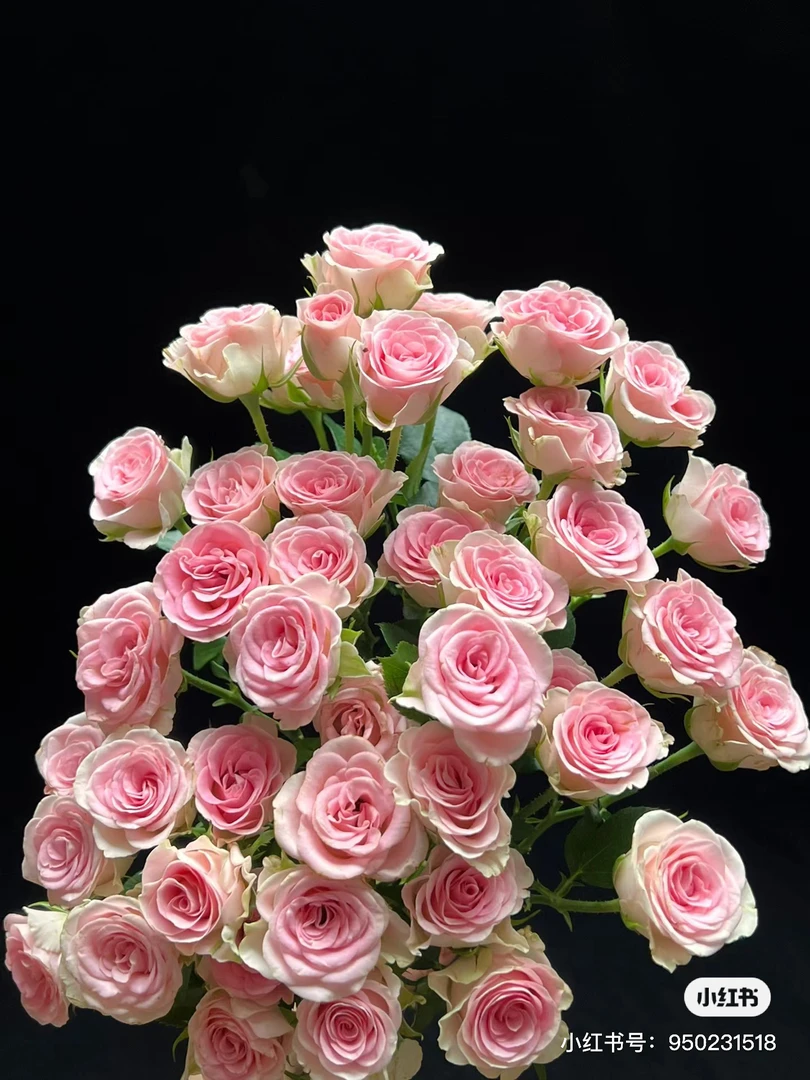 林茂粉色心情多头玫瑰