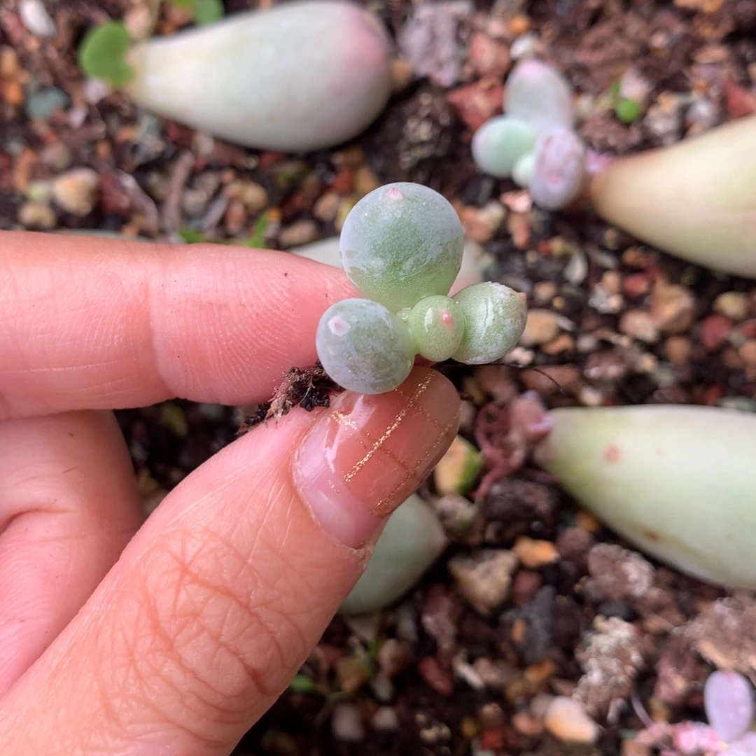 米可奶 精品韩国奶酪多肉