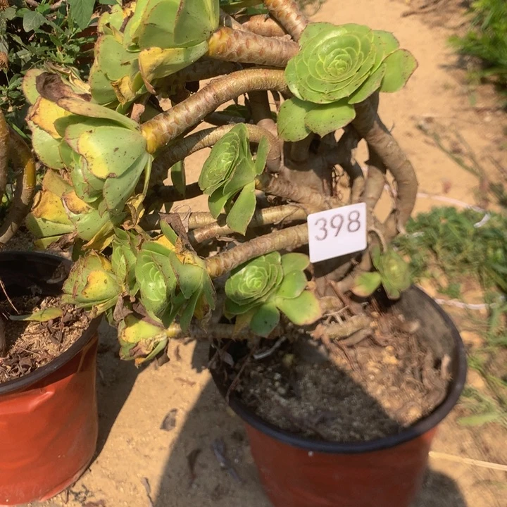 黑***咪398君美丽多肉植物