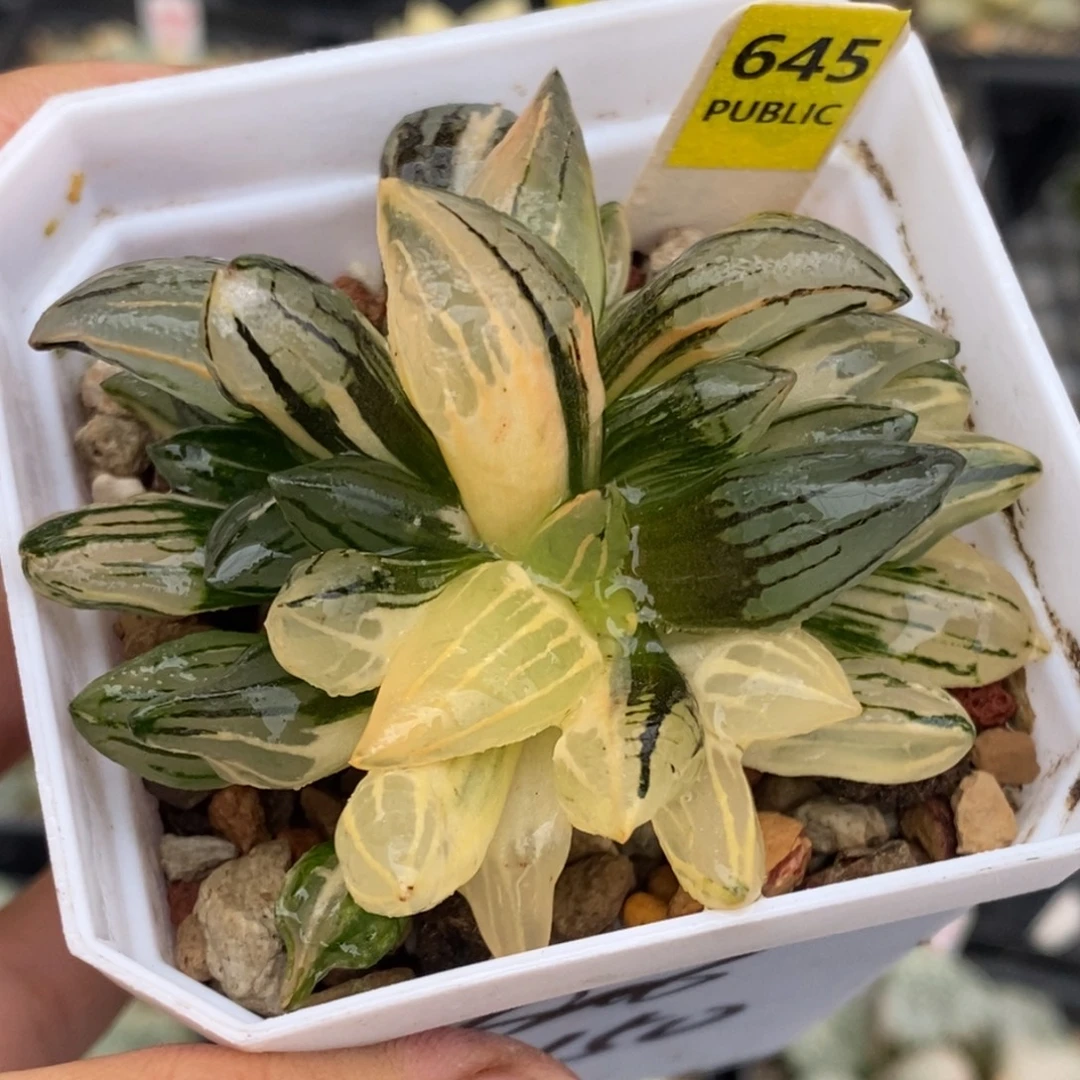 645号西瓜锦多肉植物