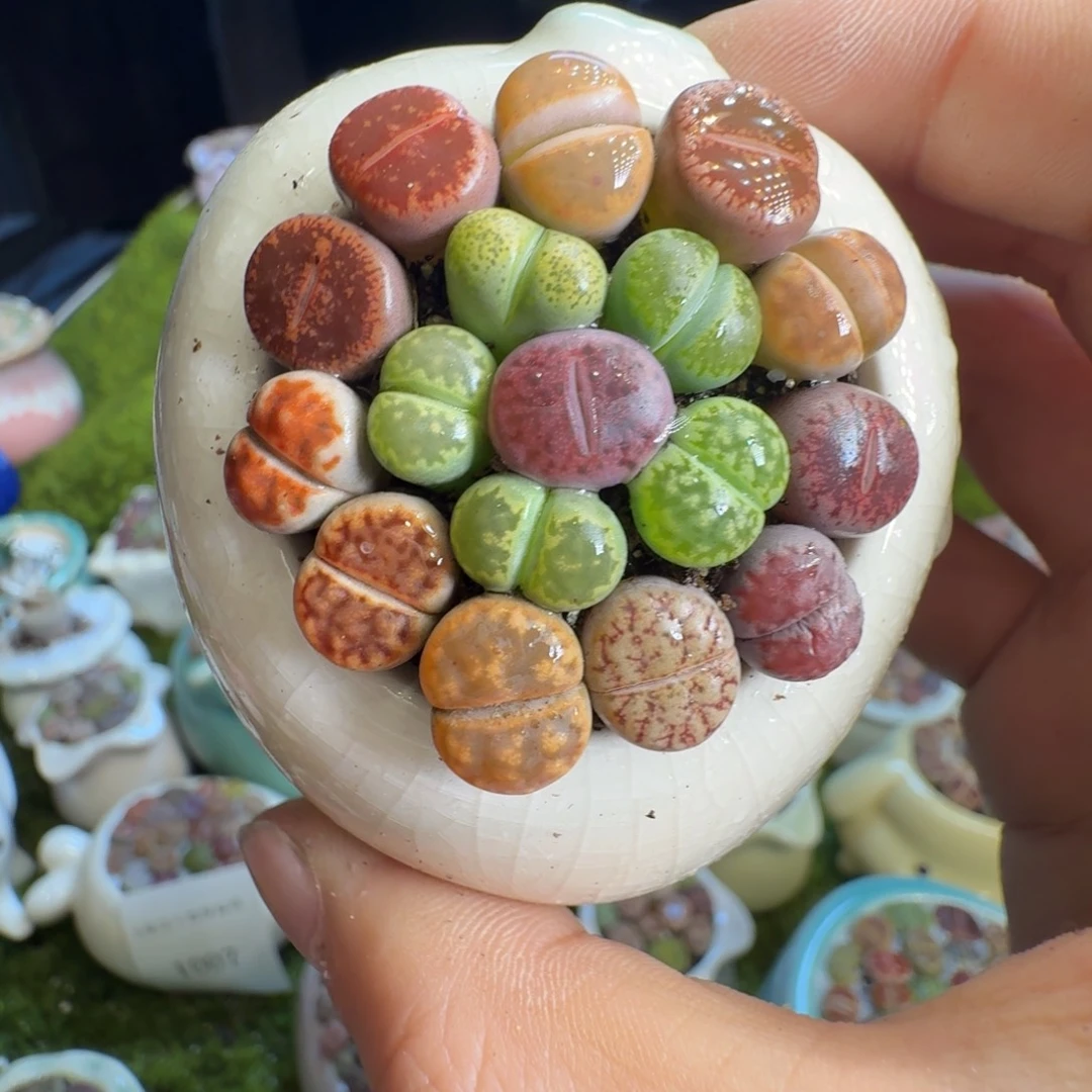 玻***芯多肉植物的生长发育1033