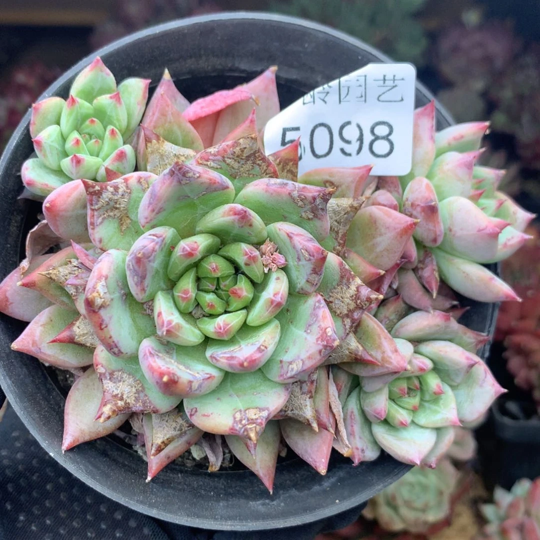 5098有叶伤不售后11厘米