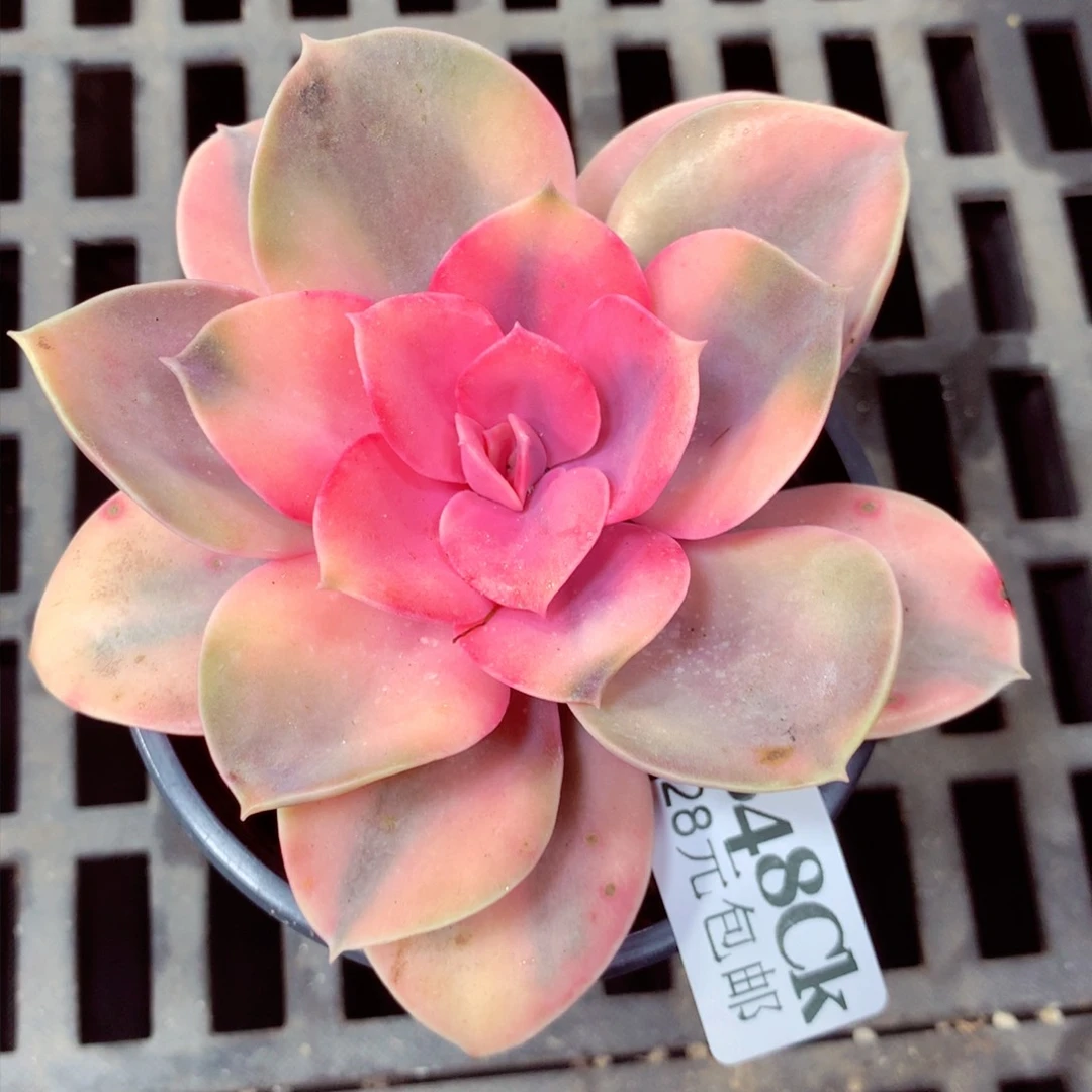 5厘米盆精控多肉848