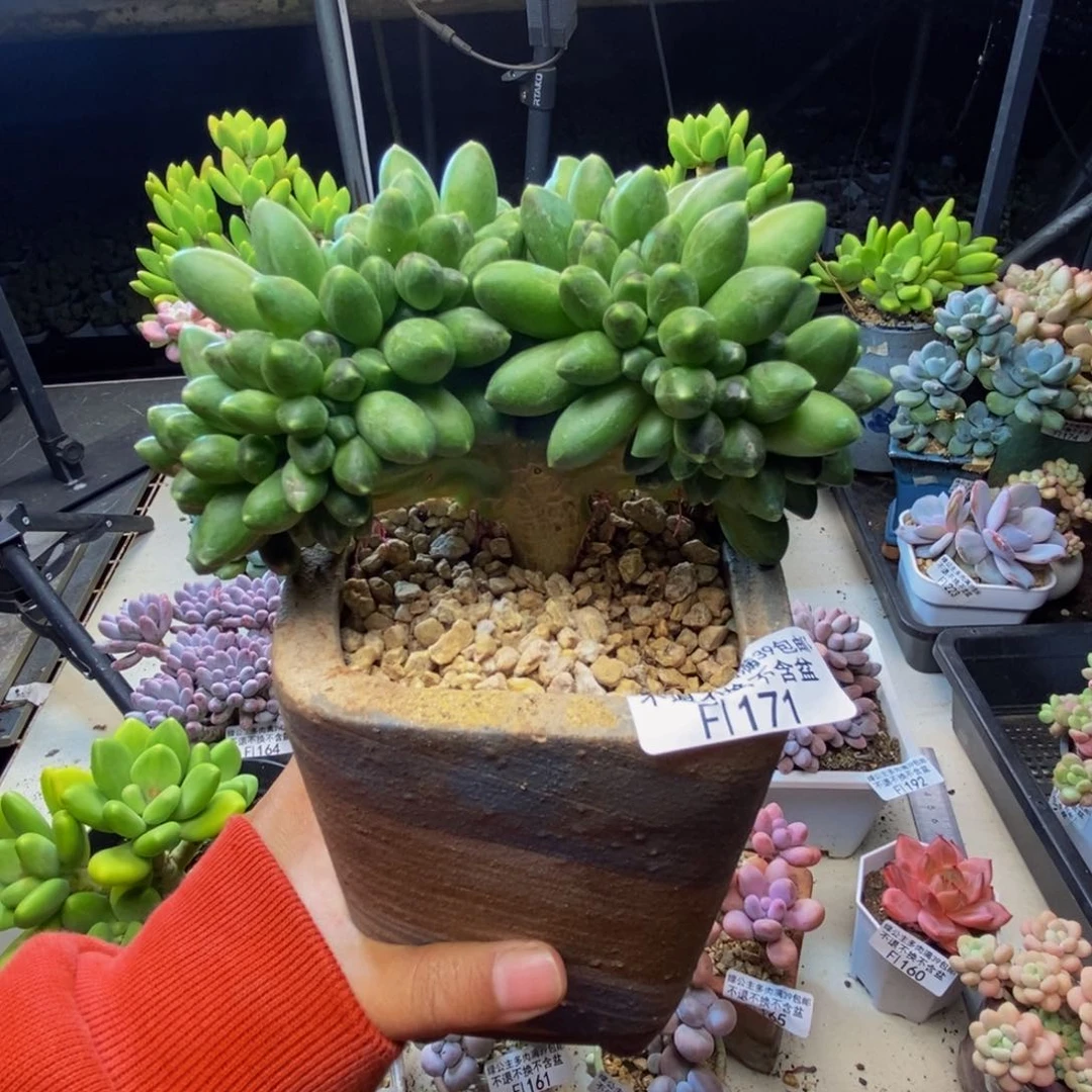 鑫*:171香蕉树多肉9cm