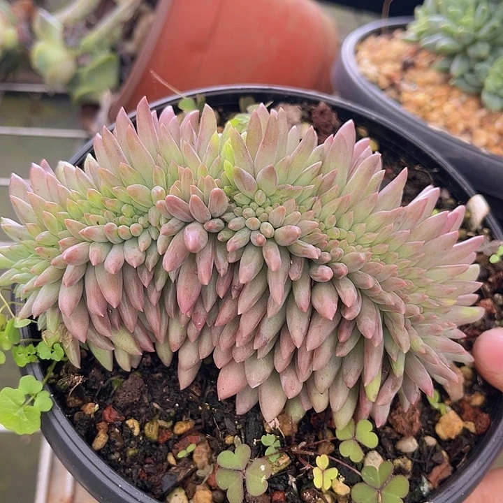 虞美人缀27181多肉植物