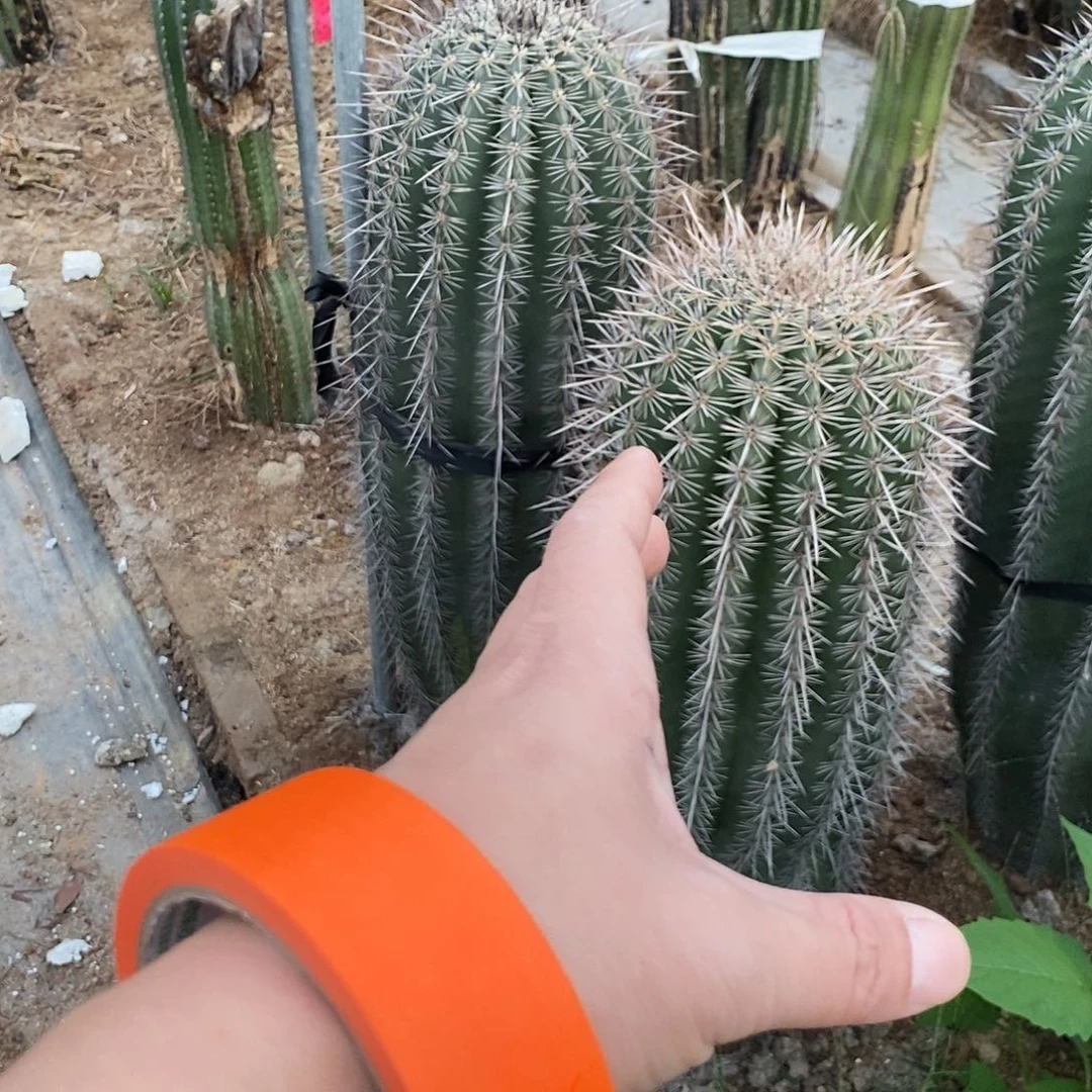 幼***手巨人柱一颗。