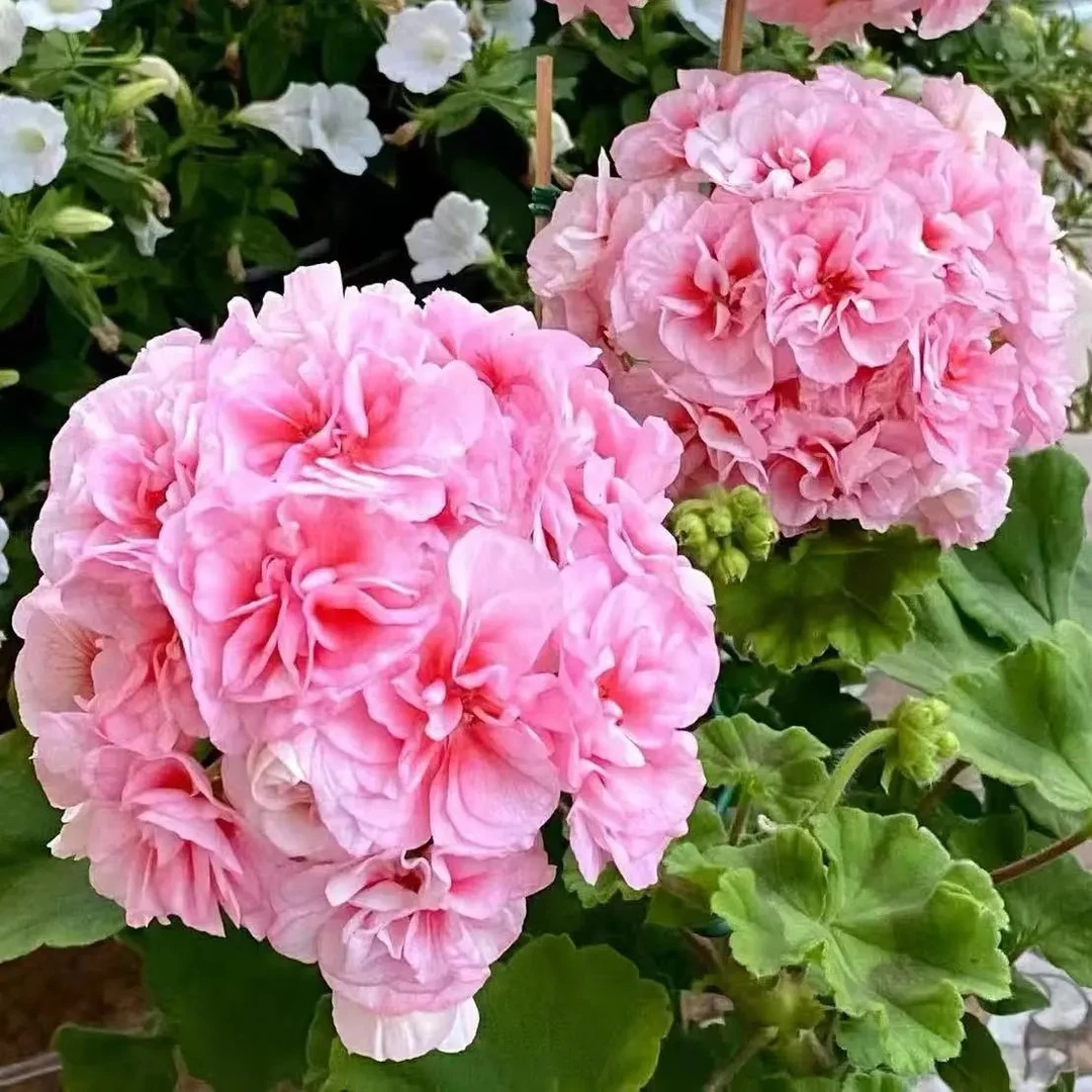 永恒  半兽直立天竺葵 一颗包邮 拍三发四